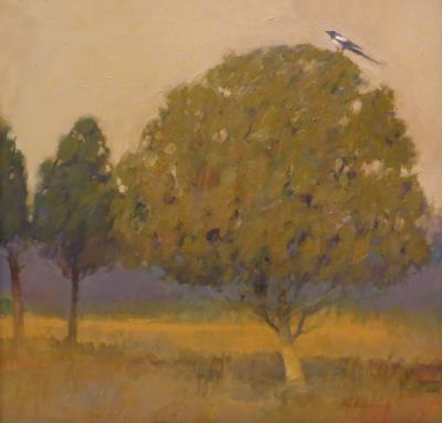 Magpies and Cedars
